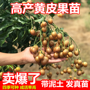 黄皮果苗大鸡心黑金嫁接甜水果树苗阳台盆栽南方种植广西庭院地栽