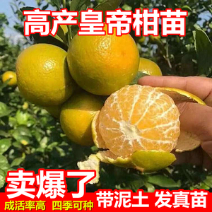 皇帝柑树苗柑橘苗果树苗皇帝柑苗贡柑柑盆栽地栽四季可种橘果树苗