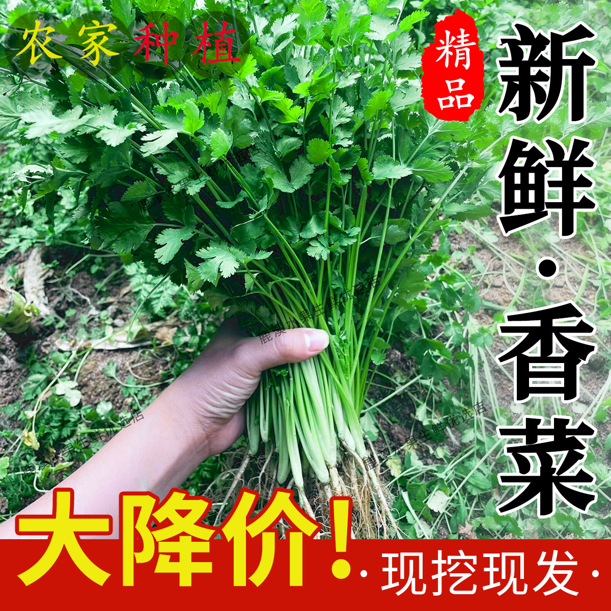 新鲜香菜带根铁杆小叶苗芫荽菜火锅青菜蔬菜当季现挖现发自种包邮