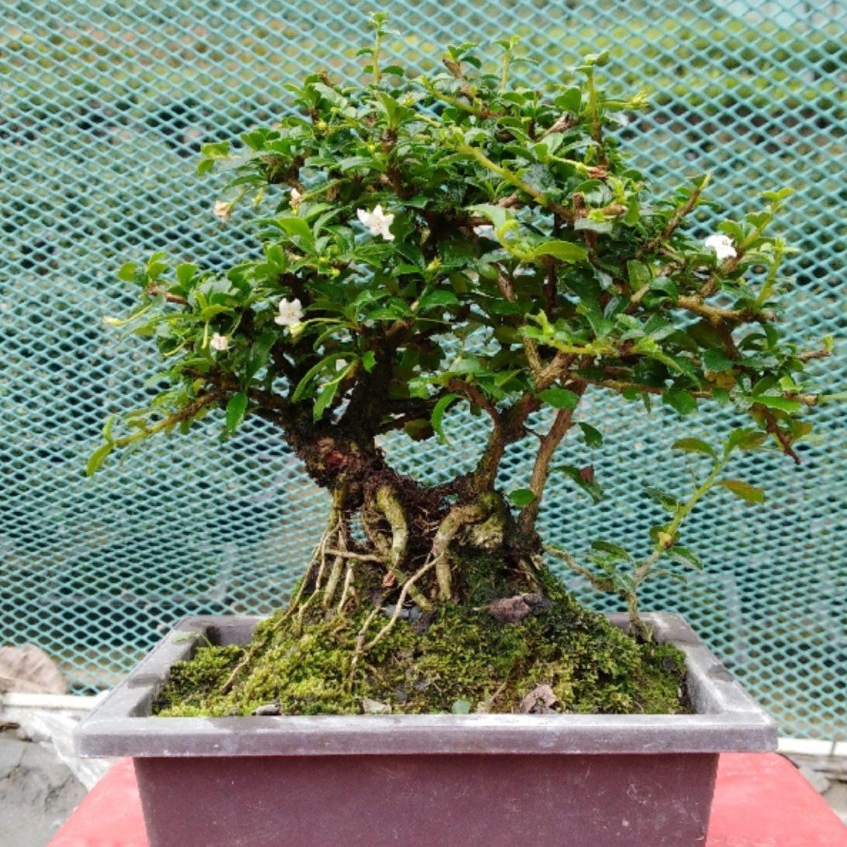 掌上绿植盆栽桌面老树桩阳台观叶开花挂果提根净化空气福建茶盆景