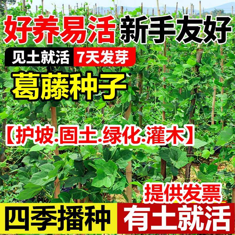 葛藤种子矿山复绿护坡爬虎