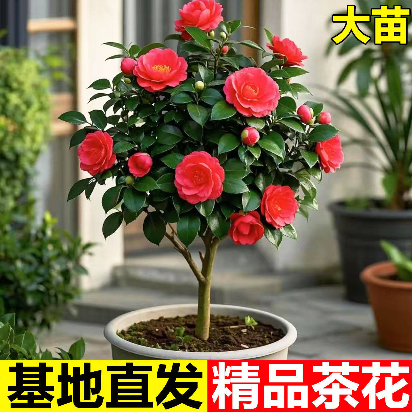 茶花树苗四季香妃开卉盆栽