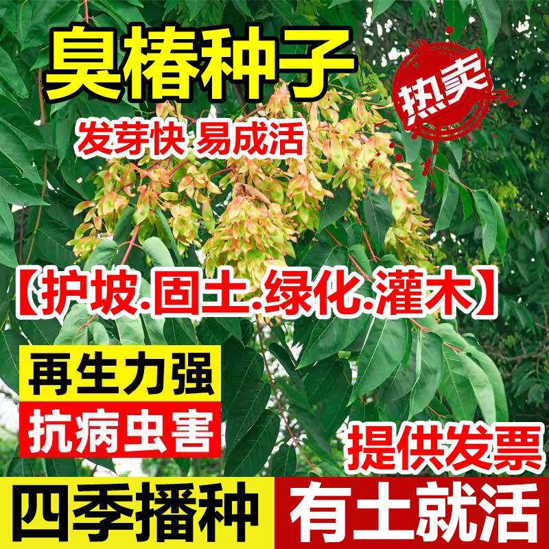 臭椿种子树林木籽皮大果樗