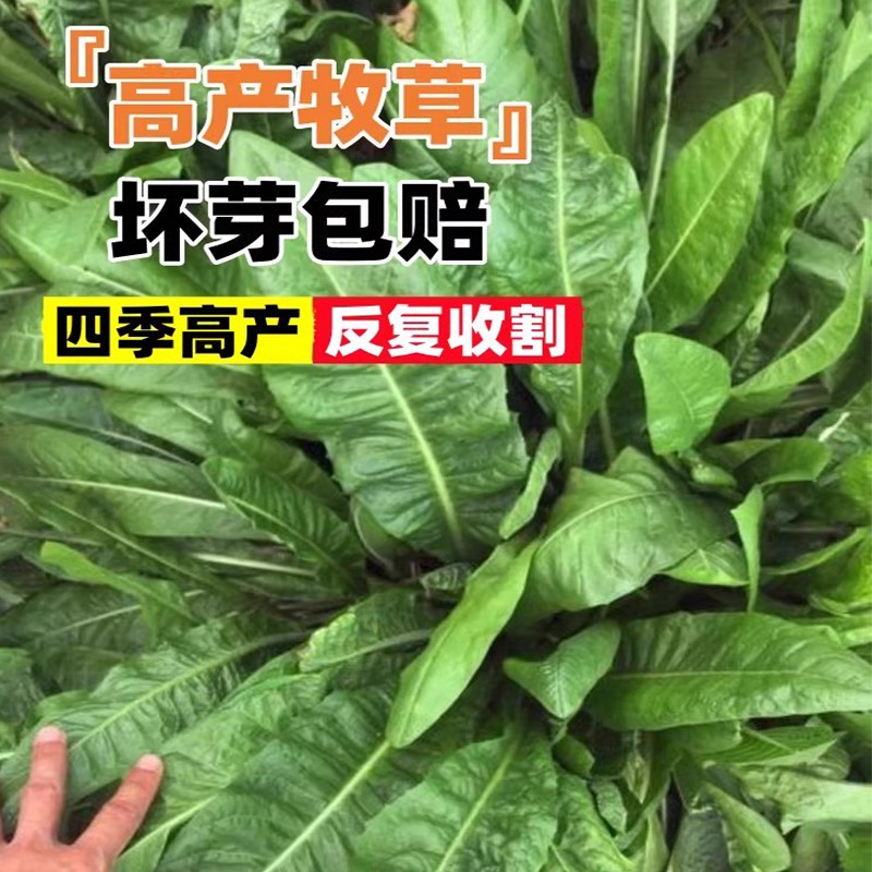 大叶将军菊苣种子四季高产