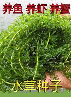鱼塘水草种子池糖养虾养蟹伊乐藻轮叶黑藻蜈蚣草养殖草净化水质