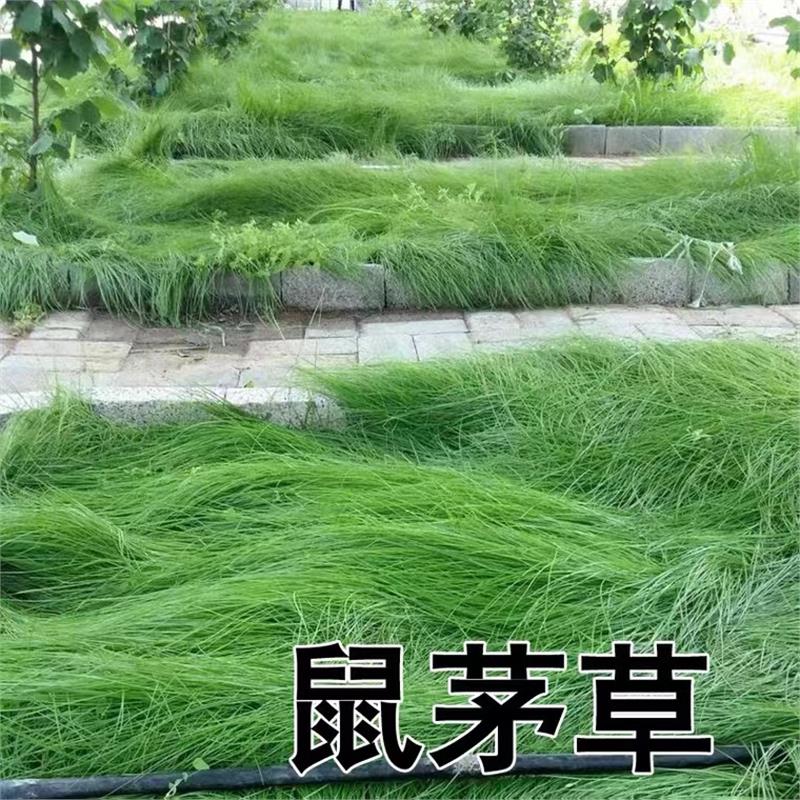 鼠茅草种籽子抑制杂见土就