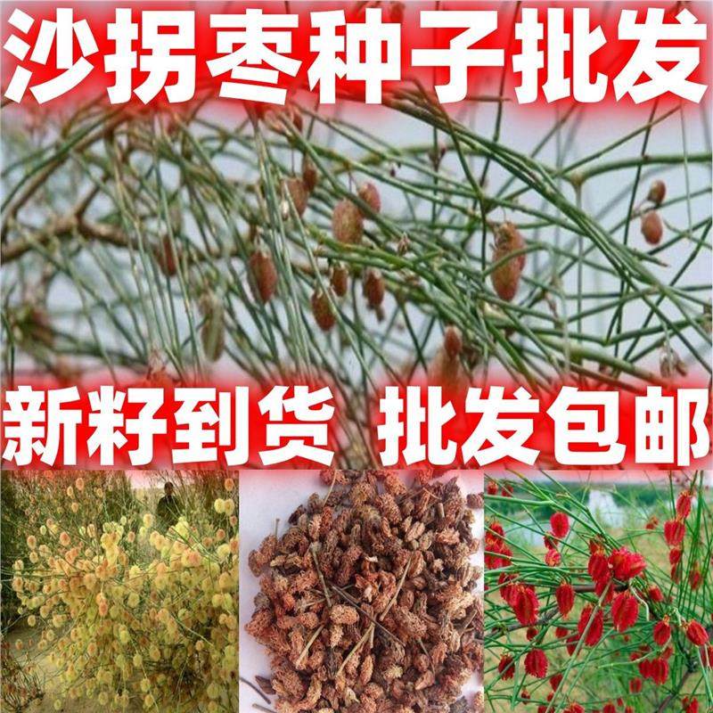 沙拐枣种子林灌木籽固耐寒