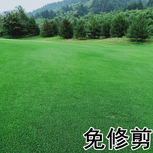 高尔夫地毯草种籽四季长青