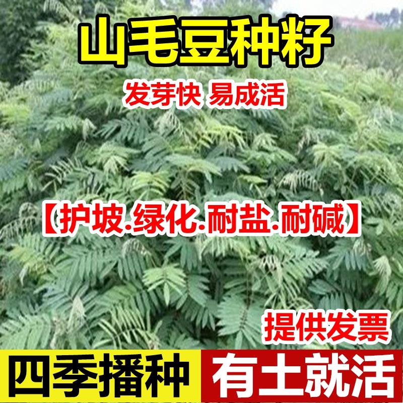 山毛豆种子护坡灌木草籽固