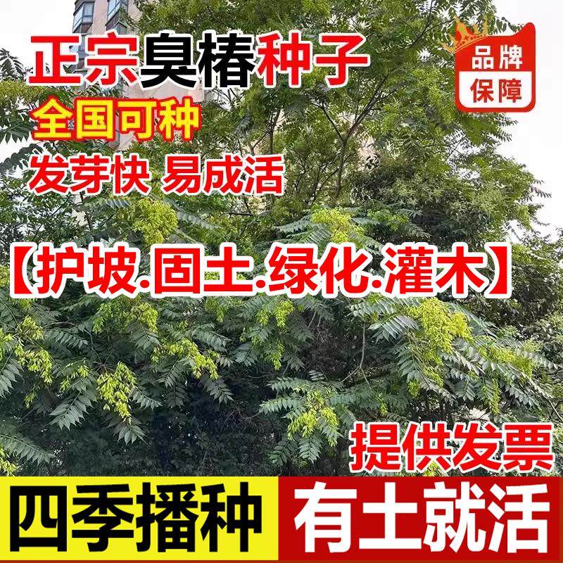 新采臭椿树林木绿化种子籽