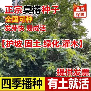 新采臭椿树林木绿化种子臭椿种子籽乔木造林树苗籽红油香椿种包邮