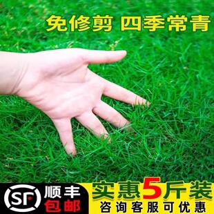 草坪草籽四季常青护坡狗牙根矮生地毯草庭院绿化草皮黑麦草种子孑