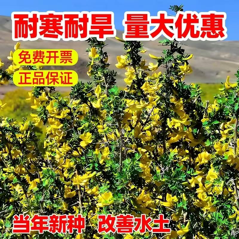 柠条种子四季护坡灌木草籽