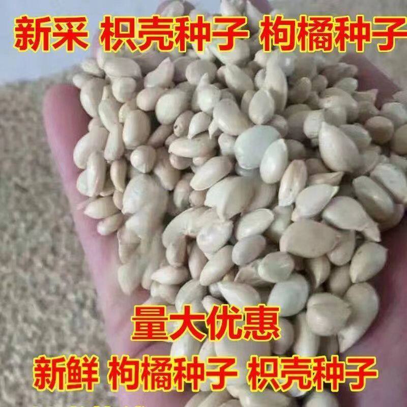 枸橘种子枳壳籽积香橙嫁接