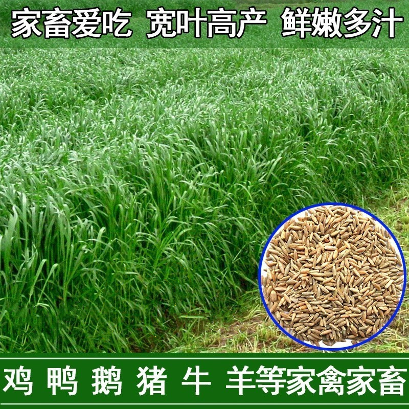 黑麦草种籽子多年生牧畜养