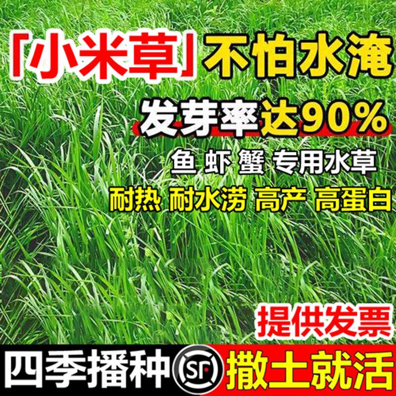小米草种子籽养殖水草鱼虾蟹雀叶稗湖南稷子牧草种籽水草鱼草种子