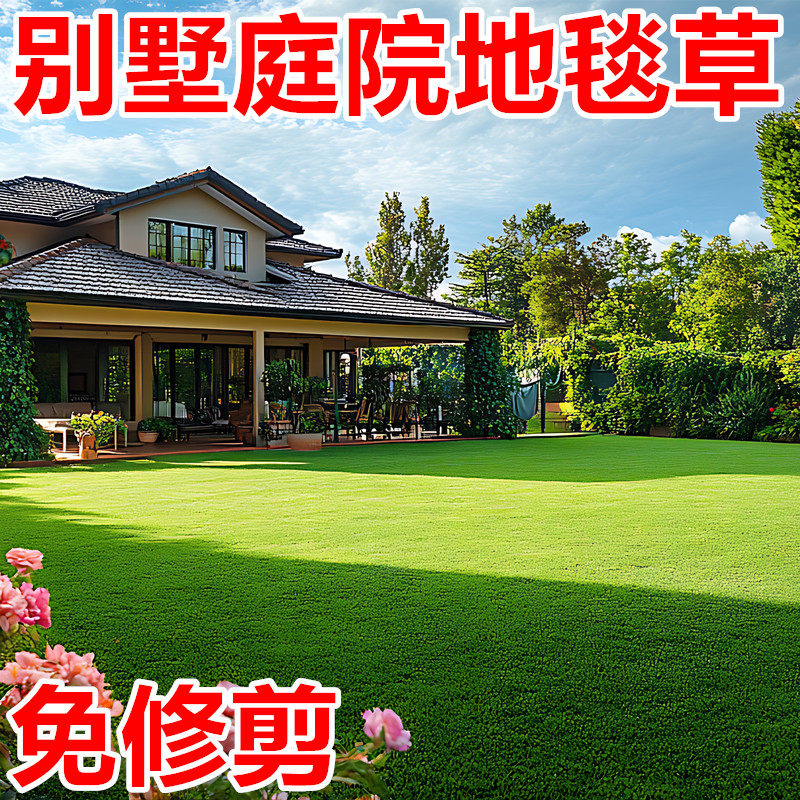 高尔夫草籽四季长青免修剪