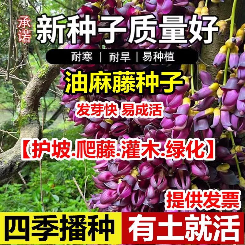 油麻藤种子葛爬山虎牵牛花
