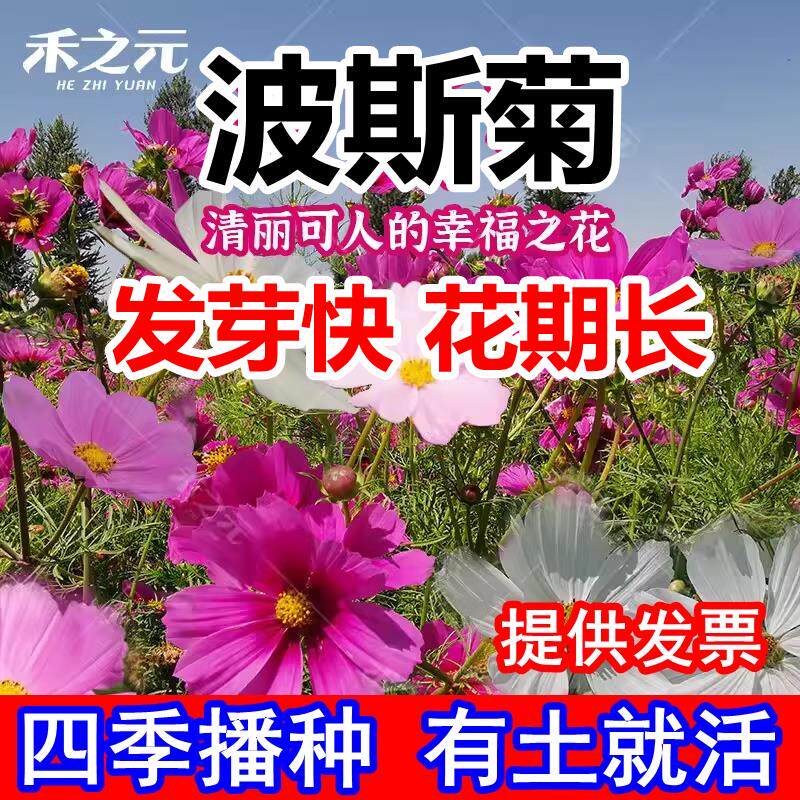 波斯菊花种子格桑籽四季