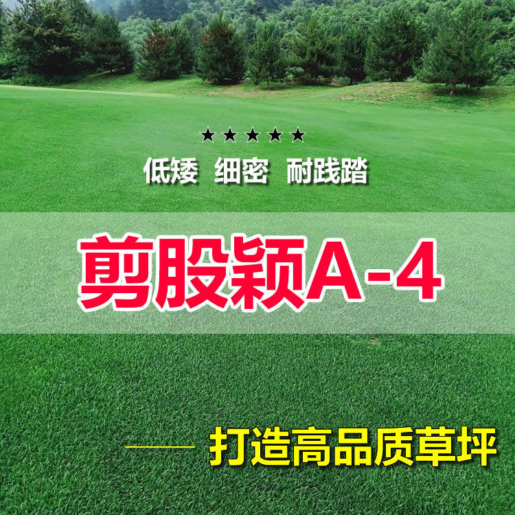 剪股颖a4本特草坪籽庭院别