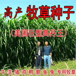 进口高丹王草种籽四季牧草种子孑苏丹草喂鱼草籽养殖牛羊猪鸡鸭鹅