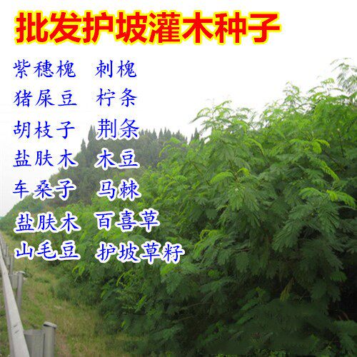 护坡灌木树种子胡枝紫穗槐