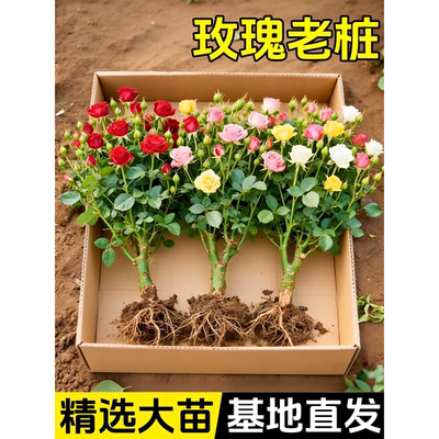 玫瑰花苗老桩盆栽卉多季节