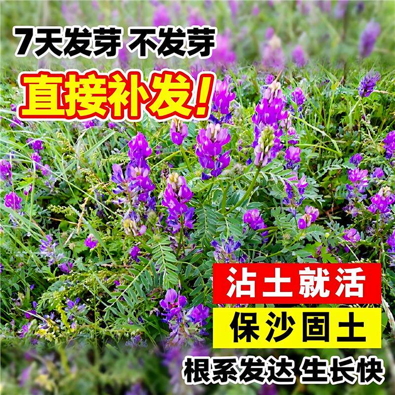 沙打旺种子多年生耐盐碱抗风沙矿荒山护坡固土草籽牧草固氮草种子