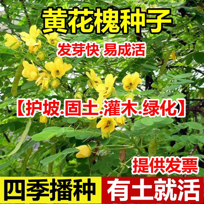 黄花槐种子金凤树豆籽优良