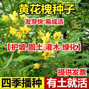 黄花槐种子金凤树豆槐黄槐种籽优良园林绿化树种双荚槐红花槐种子
