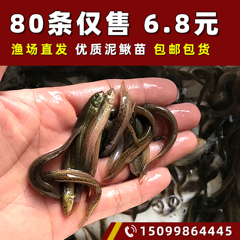 台湾小泥鳅苗鲜活苗乌龟龙鱼虎鱼草鱼黑鱼活体饲料鱼筏钓淡水鱼苗-封面