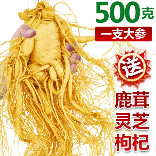 圆耳牛长白山人参煲汤泡酒中药材