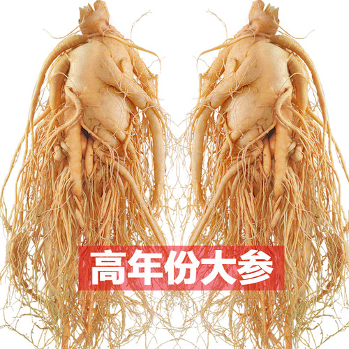 圆耳牛长白山人参煲汤泡酒鲜人参