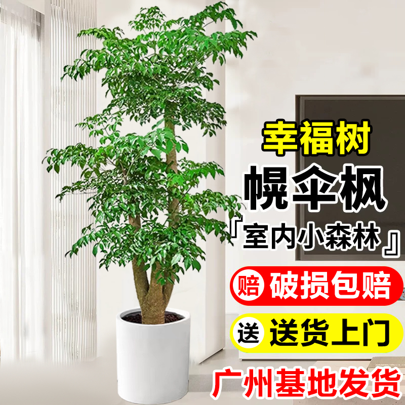 幸福树客厅盆栽大型老桩绿植室内吸甲醛四季常绿好养真花植物盆景