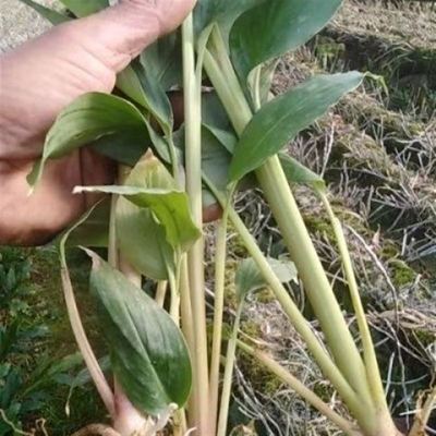 极速云南草果种植苗贵州草果I大红草果(香料用)