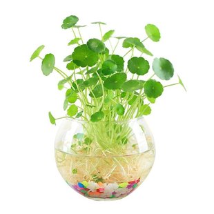 极速插在水里的植物m舍绿植水养净化空气水培铜钱草大叶植物水中