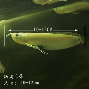 极速银龙鱼活鱼观赏鱼n招财鱼热带鱼淡水鱼中型鱼大型Z鱼龙鱼苗鱼