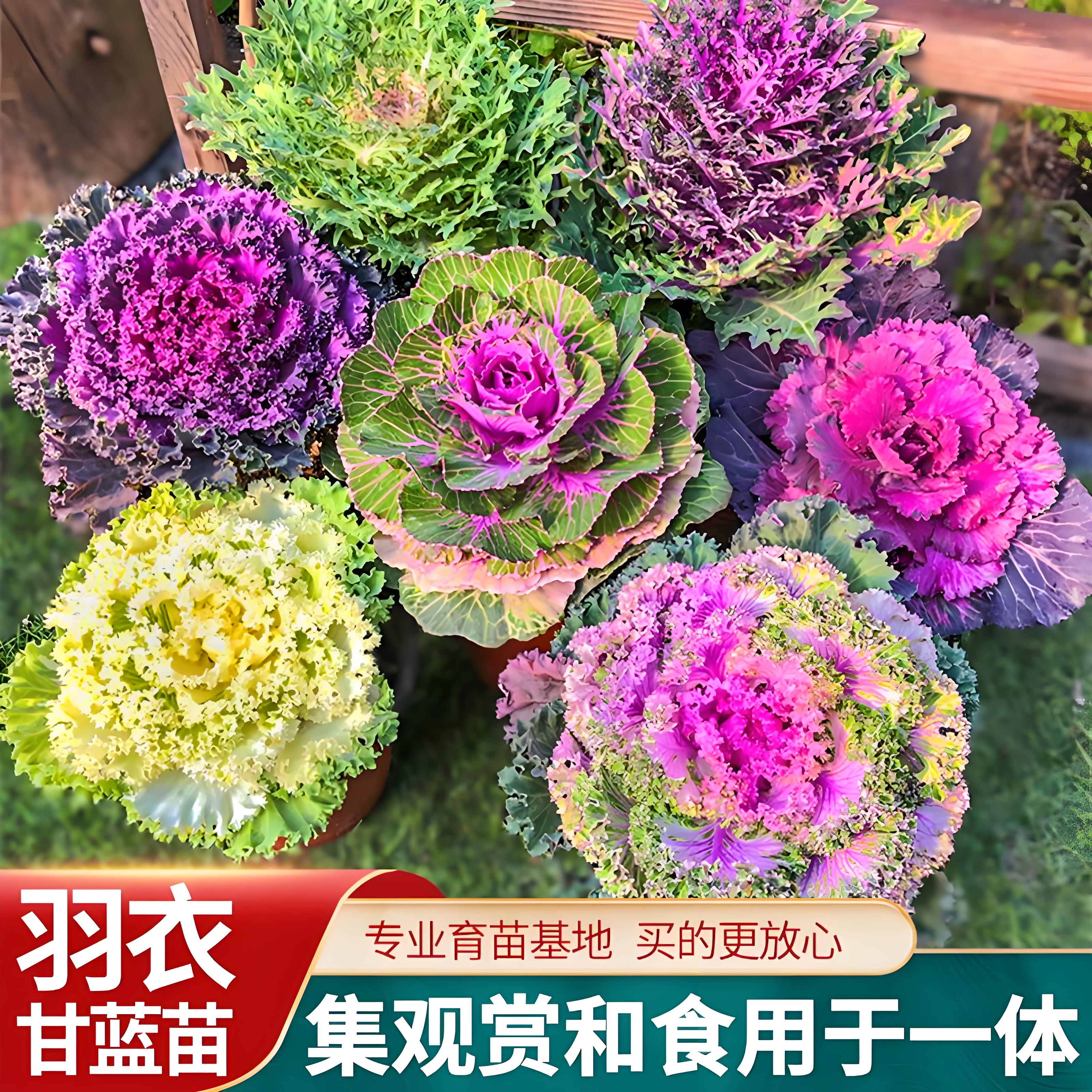紫羽衣甘蓝苗盆栽大苗可食用苗新鲜绿进口四季耐寒耐热带土秧苗雨