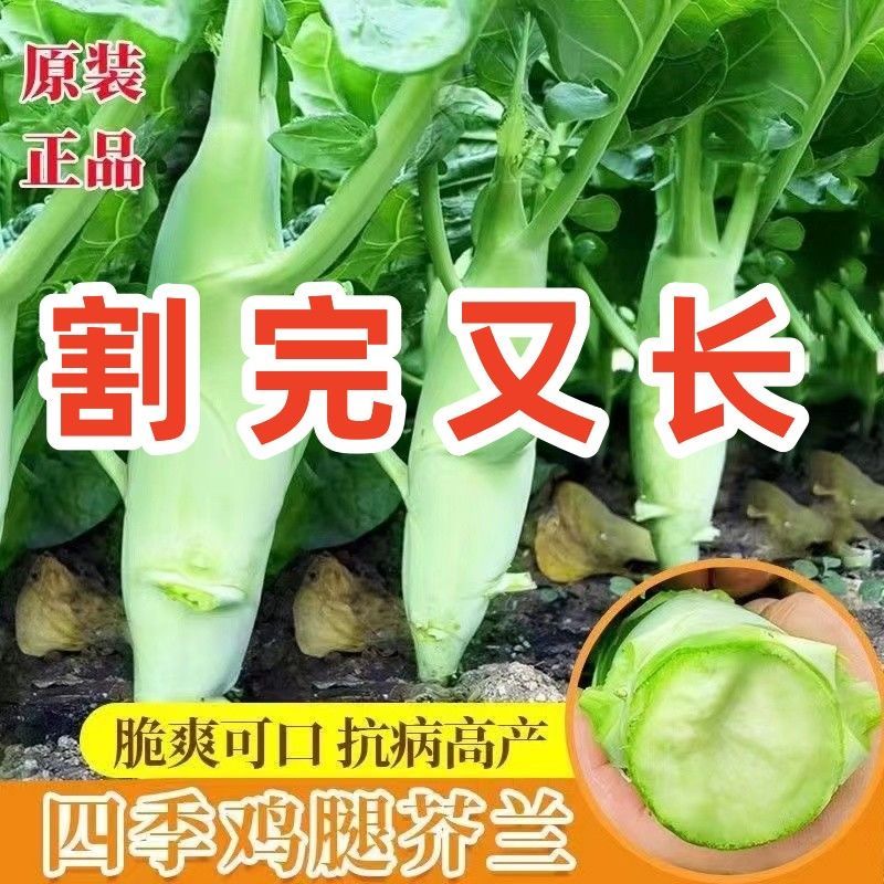 【割完又长】鸡腿芥蓝孖兰菜