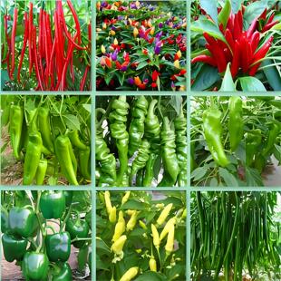 薄皮青椒苗不辣种籽青椒树苗四季各种蔬菜苗大全阳台春天种的当季