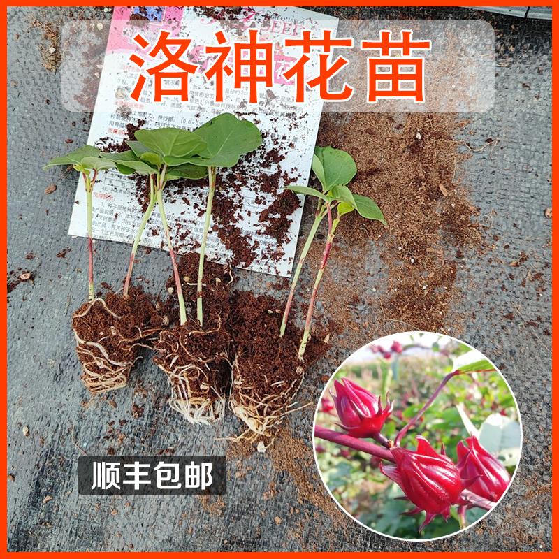 食用洛神花苗幼苗大苗种植红桃 k种苗玫瑰茄树苗 盆栽洛神花种子