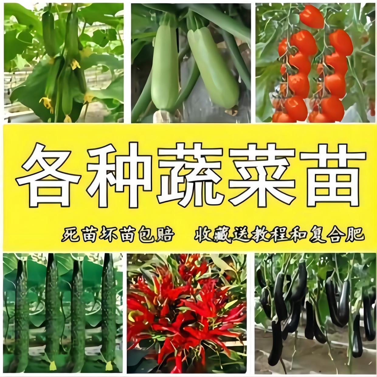 各种莱苗疏菜种籽大全春天种的蔬菜苗秧春季当季阳台种植瓜果菜苗图片