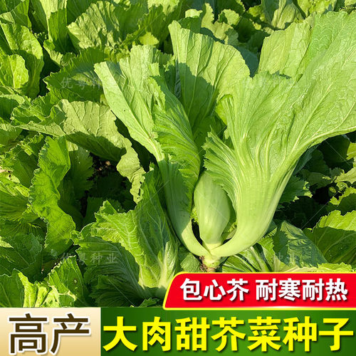 包心芥菜苗秧苗水东大肉甜芥菜种子宽帮青菜种籽介莱孑蔬菜苗四季