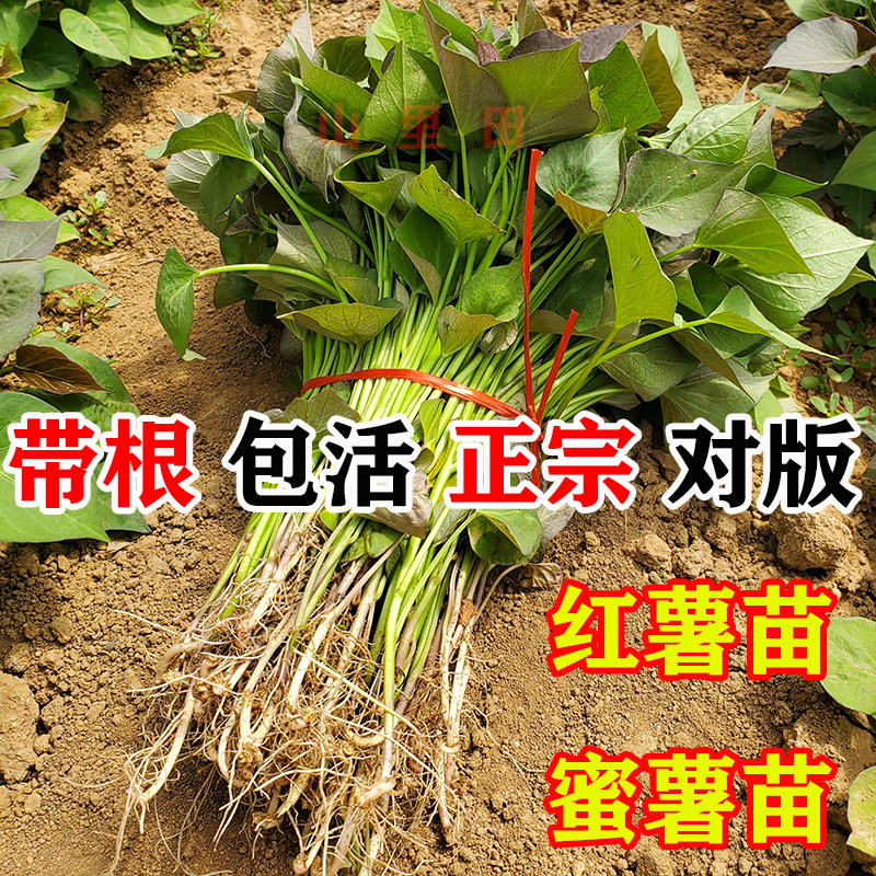 板栗红薯苗秧苗批发红苕尖地瓜秧苗专吃叶子山芋苗番薯苗种紫蜜烟图片