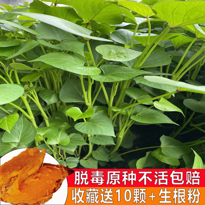 板栗薯苗脱毒红济26蛋黄心图片