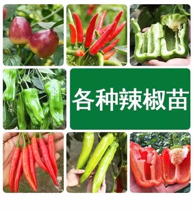 本地土辣椒苗秧苗四季盆栽辨辡辩椒种籽大青椒海椒各种蔬菜苗树苗