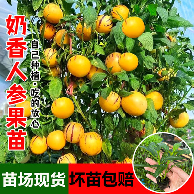 人参果苗树生盆栽带土发货