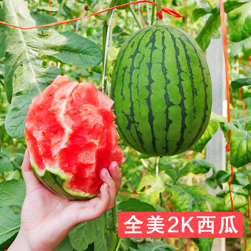 全美2k西瓜种子薄皮沙瓤礼品