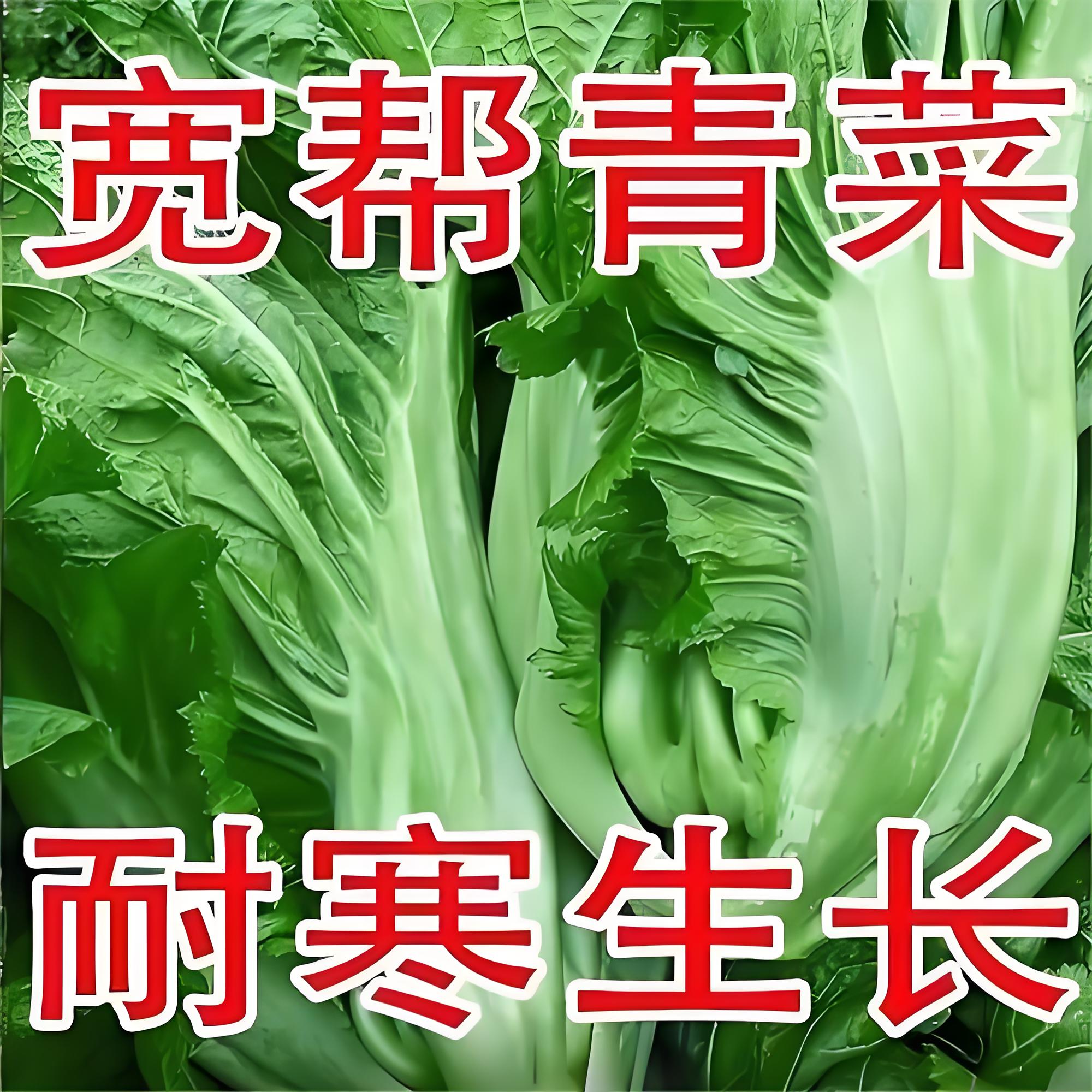 宽帮青菜苗本地芥菜苗带土秧苗四川宽梆青菜种子盖菜大叶肉蔬菜苗