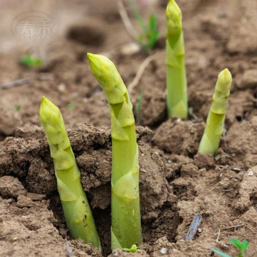 芦笋秧苗四季芦笋根苗带土阳台特大种植卢笋盆栽种子种苗蔬菜苗
